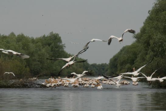 Urlaub in Donaudelta: Beobachtung der Pelikane im Donaudelta