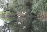 Urlaub in Rumänien: Silberreiher im Flug => i