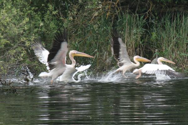 Urlaub in Rumänien: Pelikane im Donaudelta