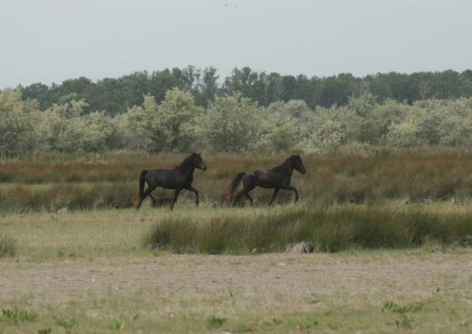Die wilden  Pferde vom Donaudelta.