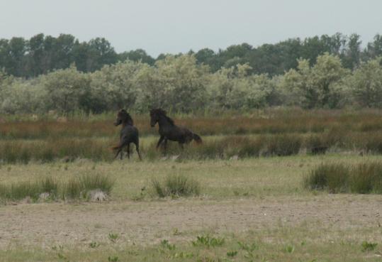 Die wilden  Pferde vom Donaudelta.