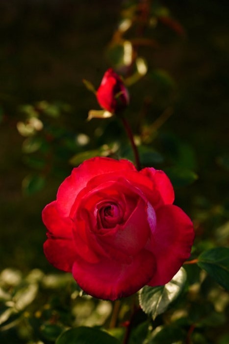 Rose aus Agapia Ende September im Abendlicht – der Geruch lässt sich im Bild leider nicht darstellen