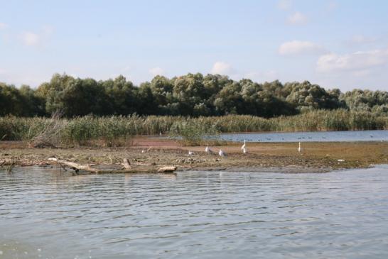 Im Donaudelta bei Murighiol: Blick auf einen See im Donaudelta mit einer kleinen Insel für die Vögel