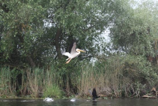 Uralub im Doanudelta: Perlikan im Flug