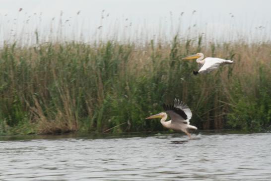 Uralub im Doanudelta: 2 Perlikane im Flug