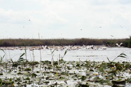 Uralub im Doanudelta: Perlikankolonie im Donaudelta