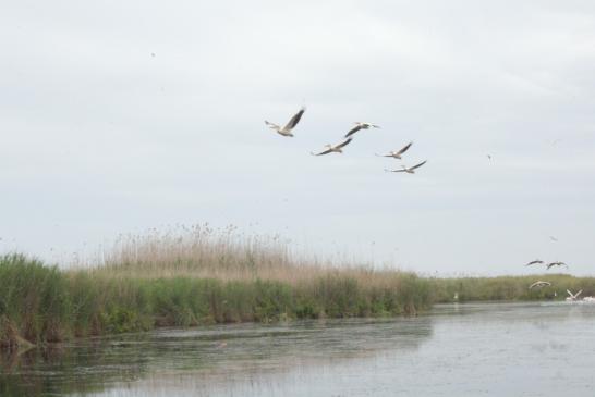 Uralub im Doanudelta: Perlikankolonie im Flug