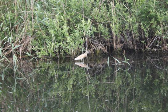 Urlaub im Doanudelta: Tierbeobachtungen im Doanudelta