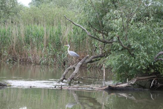 Uralub im Doanudelta: Graureiher