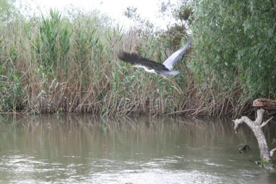 Urlaub im Doanudelta: Graureiher im Flug