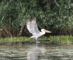 Pelikan im Donaudelta