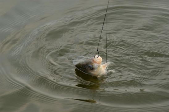 Angeln im Donaudelta