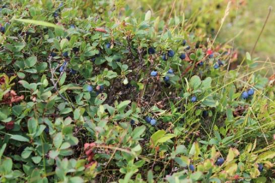 Urlaub in Borșa: Wanderung im Maramures - Im August gibt es viele Blaubeeren.