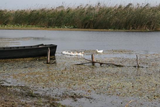 Im Donaudelta: Blick auf die Landschaft des Deltas mit Boot