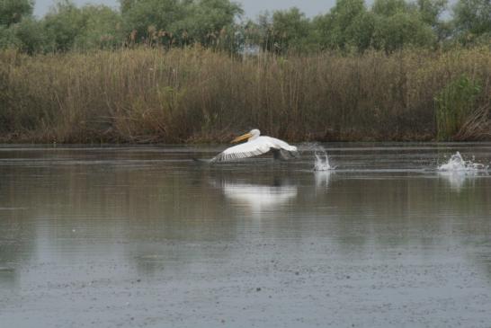 Pelikan im Donaudelta - Pelikan flach über die Donau