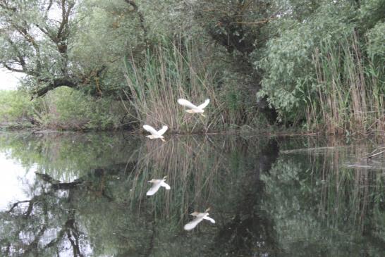 Mitten im Donaudelta: Silberreiher im Flug