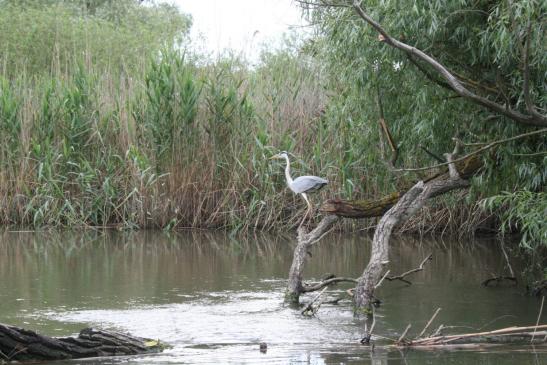 Mitten im Donaudelta: Graureiher