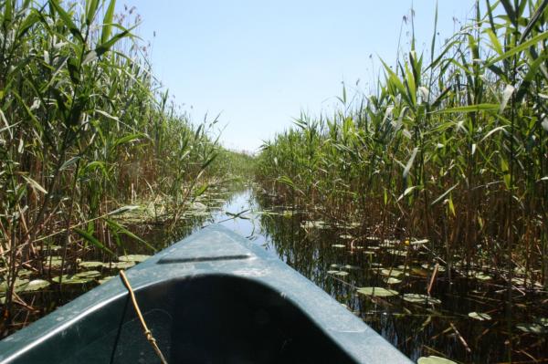 Foto: Im Donaudelta => Eigene Anreise nach Tulcea und weiter mit dem Schiff ins Donaudelta