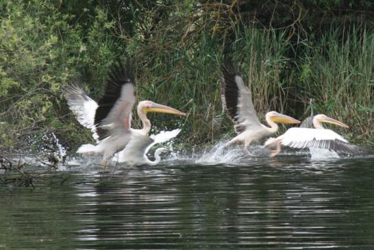 Pelikane im Donaudelta