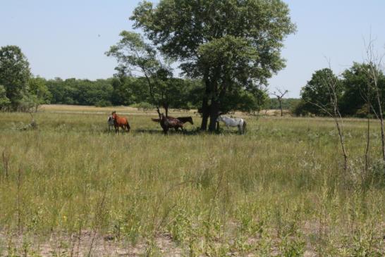 Im Donaudelta:: Dünen (Grinduri) in der Nähe der Ortschaft Letea