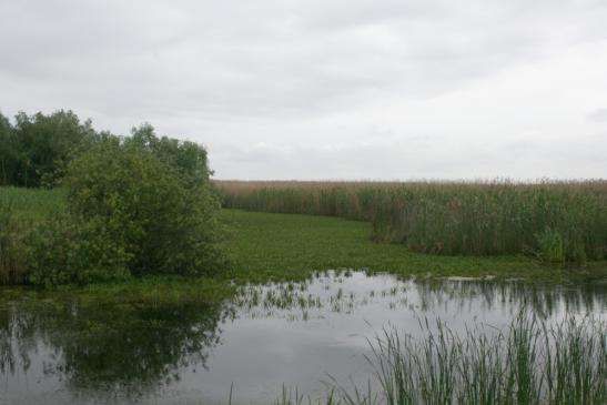 Blick ins Donaudelta bei Crisan