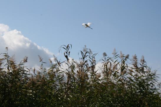 Im Donaudelta bei Murighiol: Bobachtung eines Vogels