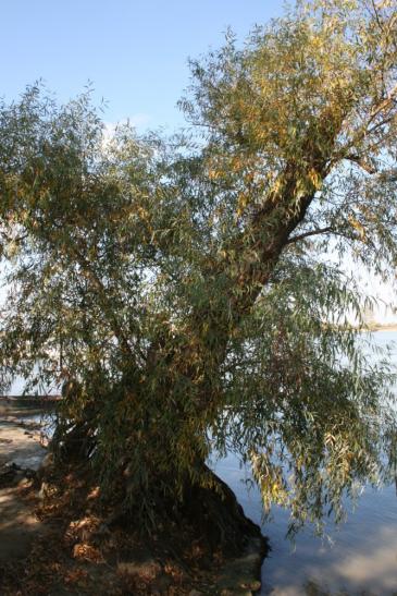 Im Doandelta: Weg an der Donau bei Nafaru
