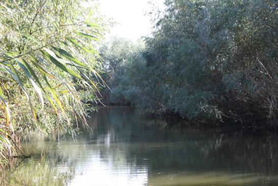 Im Delta bei Murighiol: Bootstour durch das Donaudelta in einem der vielen Kanäle