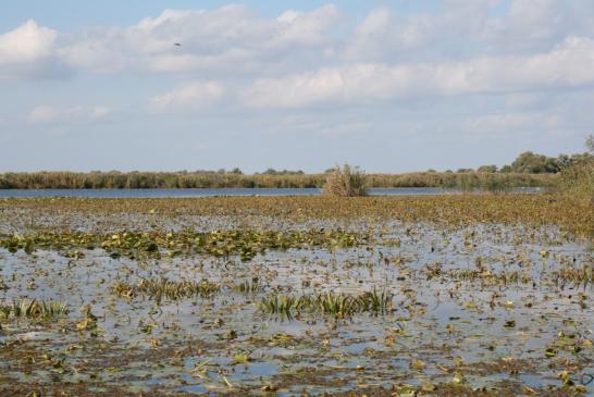 Im Donaudelta bei Murighiol: Blick auf einen See im Donaudelta mit Seerosen