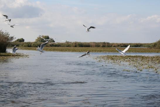 Im Donaudelta bei Murighiol: Möven im Flug