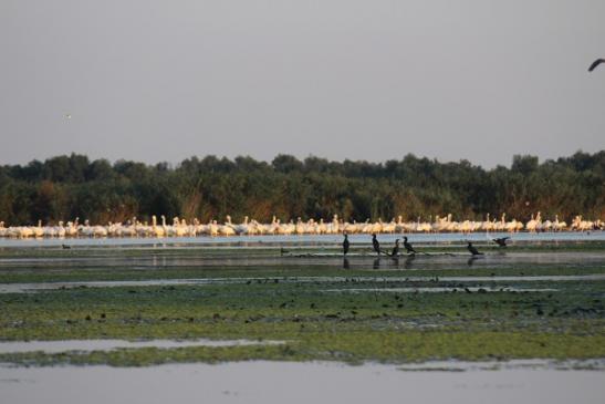 Urlaub im Donaudelta - Foto: Pelikane im Donaudelta