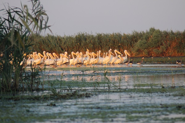 Vogelwelt im Donaudelta