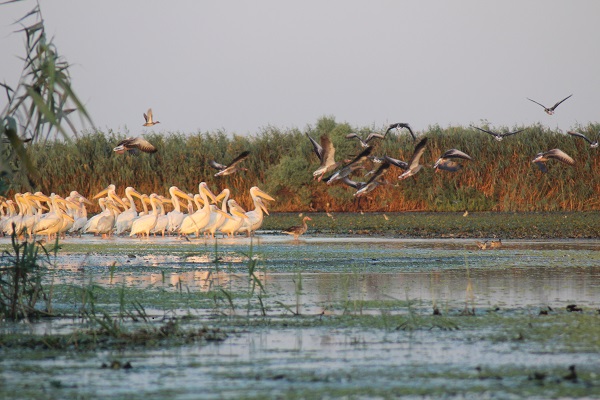Foto: Vogelwelt im Donaudelta 
