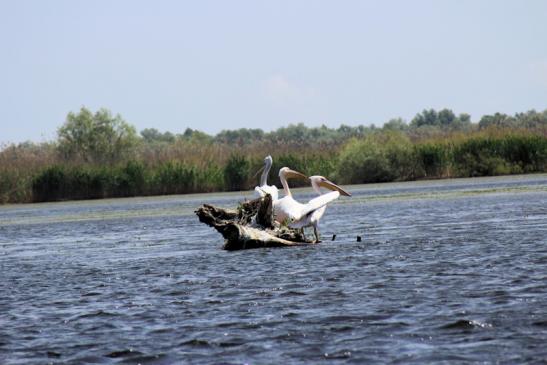 Urlaub im Donaudelta - Foto: Pelikane im Donaudelta