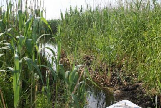 Urlaub im Donaudelta: Vorsicht - links eine schwimmende Insel - kann bei einer Rückfahrt den Weg versperren!