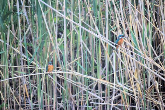 2 Eisvögel im Donaudelta; Mai 2017