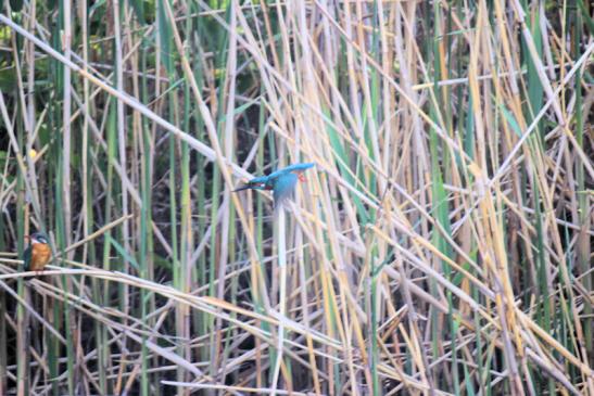 Urlaub im Donaudelta: Eisvögel im Donaudelta