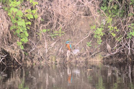 Eisvogel im Donaudelta, Mai 2017