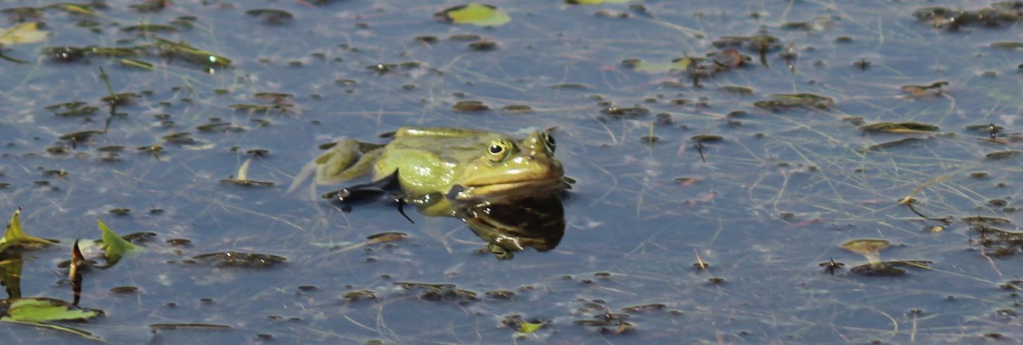 Urlaub im Donaudelta - Urlaub in Rumänien