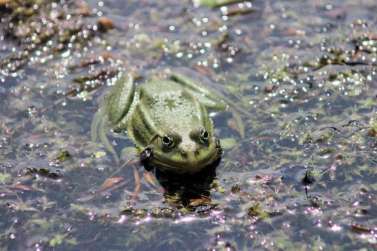 Mitten im Donaudelta: Frosch im Donaudelta