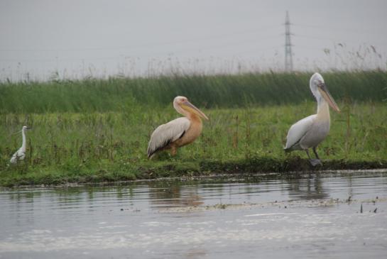 Mitten im Donaudelta