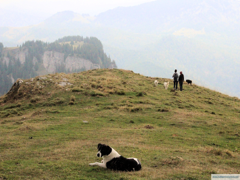 Herdenhunde im Maramures bei Borsa