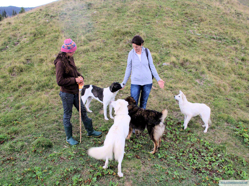 Herdenschutzhunde im Maramures bei Borsa