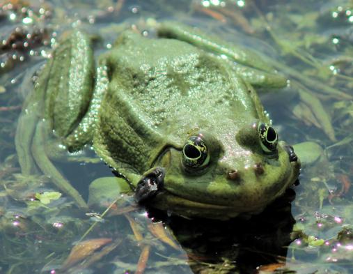 Urlaub im Donaudelta - Foto: Frosch im Donaudelta