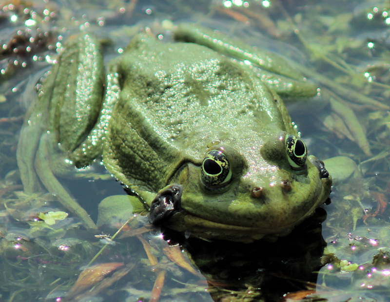 Forsch im Donaudelta