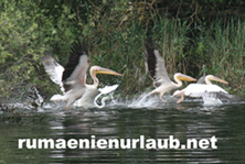 Pelikana im Donaudelta