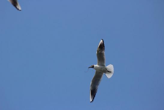 Mitten im Donaudelta: Möve im Flug