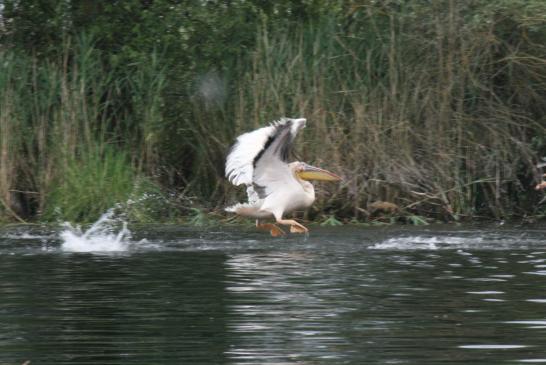 Pelikan im Donaudelta