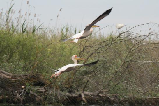 2 Pelikane im Flug -  im Donaudelta