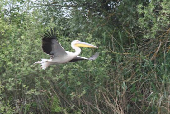 Pelikan im Flug - Donaudelta